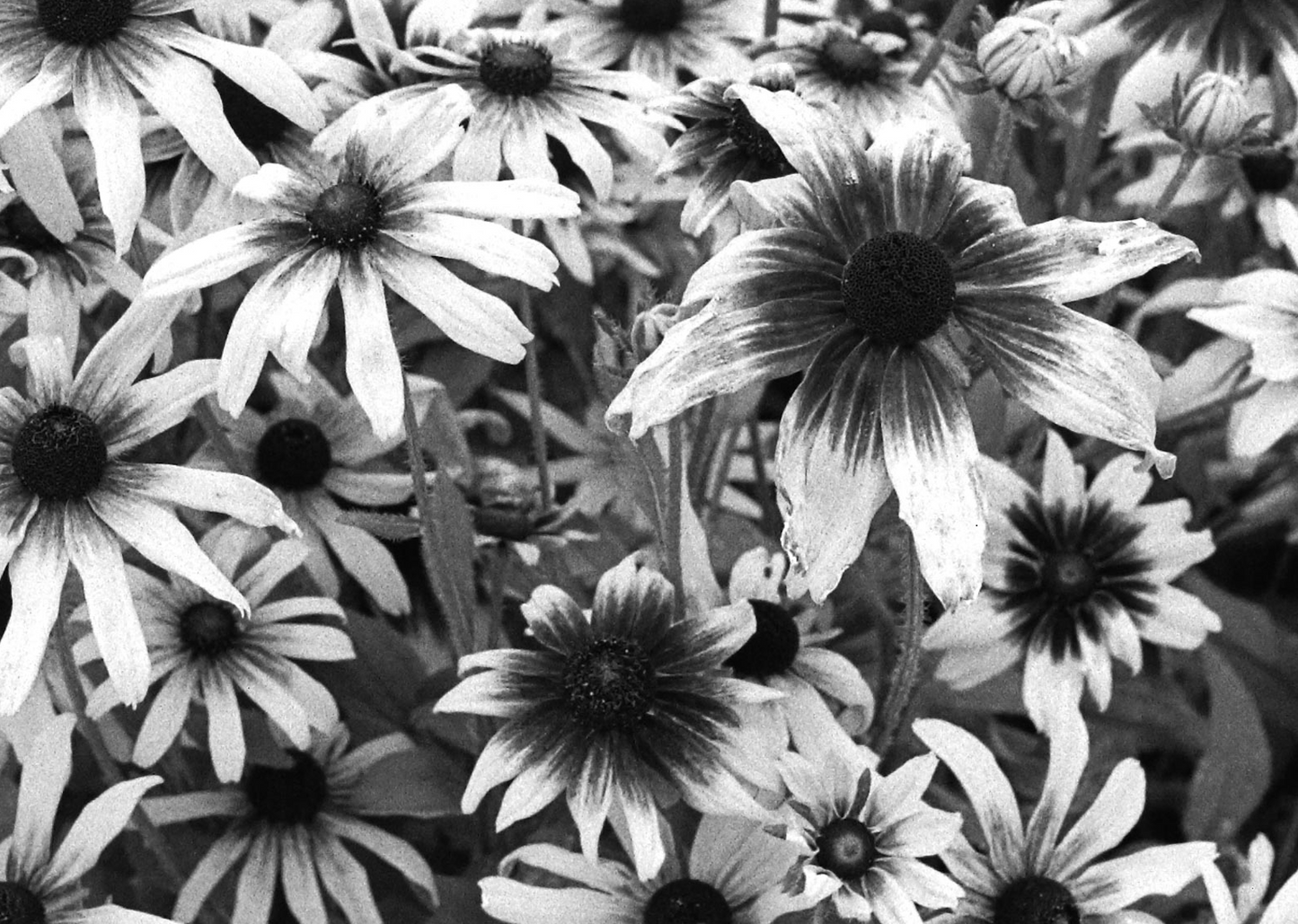 Bloom 08