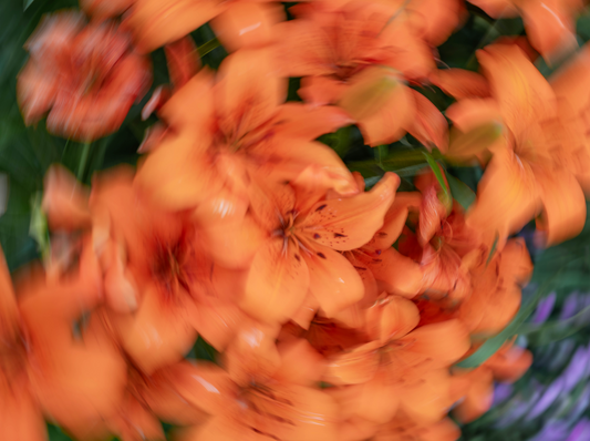 Bloom 01