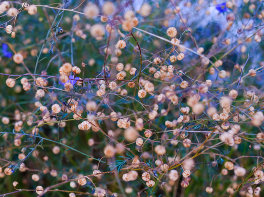 Bloom 03