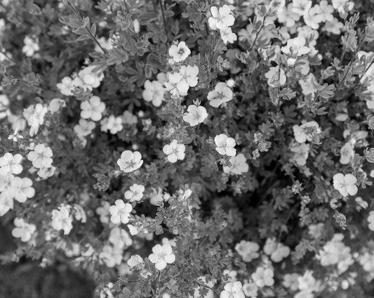 Bloom 05