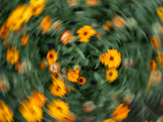 Bloom 06