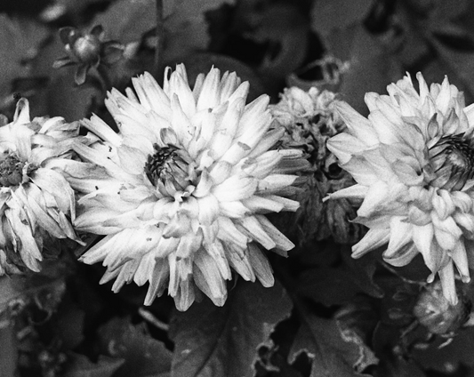 Bloom 09