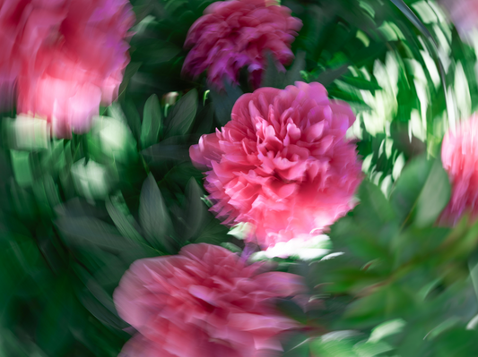 Bloom 10