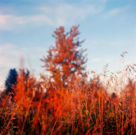 Bloom 14